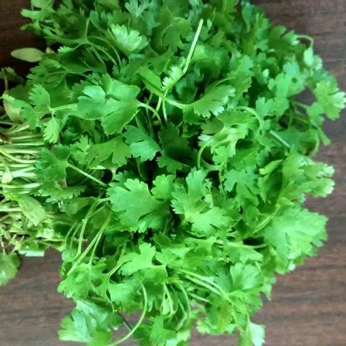 Coriander 3